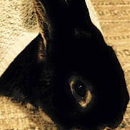 Bean is registered to the contest to win money with this photo: