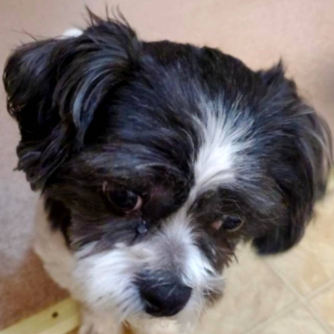 Jazz is registered to the contest to win money with this photo: canidae, carnivore, chinese_imperial_dog, companion_dog, dog, dog_breed, havanese, kyi_leo, lhasa_apso, lowchen, mal_shi, maltepoo, mammal, morkie, puppy, shih_poo, shih_tzu, snout, tibetan_terrier, vertebrate