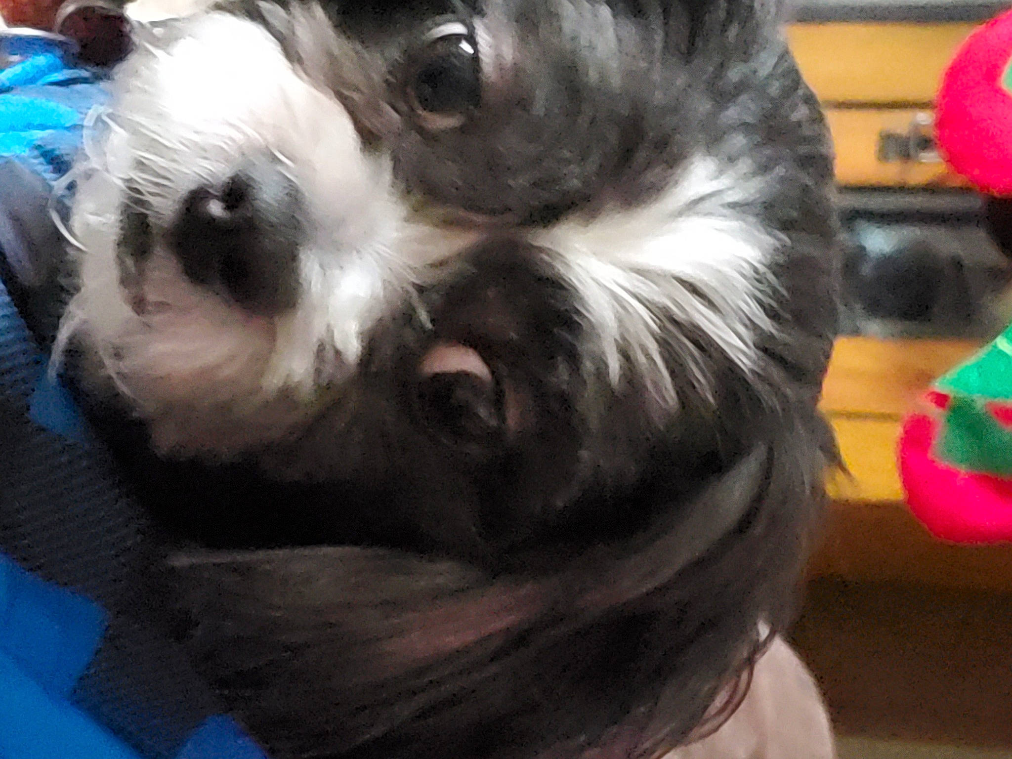 Jazz is registered to the contest to win money with this photo: australian_shepherd, bearded_collie, canidae, carnivore, companion_dog, dog, dog_breed, havanese, lhasa_apso, lowchen, mammal, puppy, puppy_love, shih_tzu, snout, sporting_group, tibetan_terrier, toy_dog