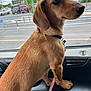 alert, animal, brown_dog, car_interior, cloudy, collar, cute, dog, domestic_animal, fur, leash, mammal, parking_lot, pet, road, side_view, sky, trees, vehicle, window