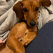 Ruby is registered to the contest to win money with this photo: dog, dachshund, pet, brown, blanket, cozy, indoor, cute, snuggle, fur, animal, paw, ears, relaxed, resting, companion, portrait, canine, sleepy, warm
