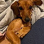 dog, dachshund, pet, brown, blanket, cozy, indoor, cute, snuggle, fur, animal, paw, ears, relaxed, resting, companion, portrait, canine, sleepy, warm