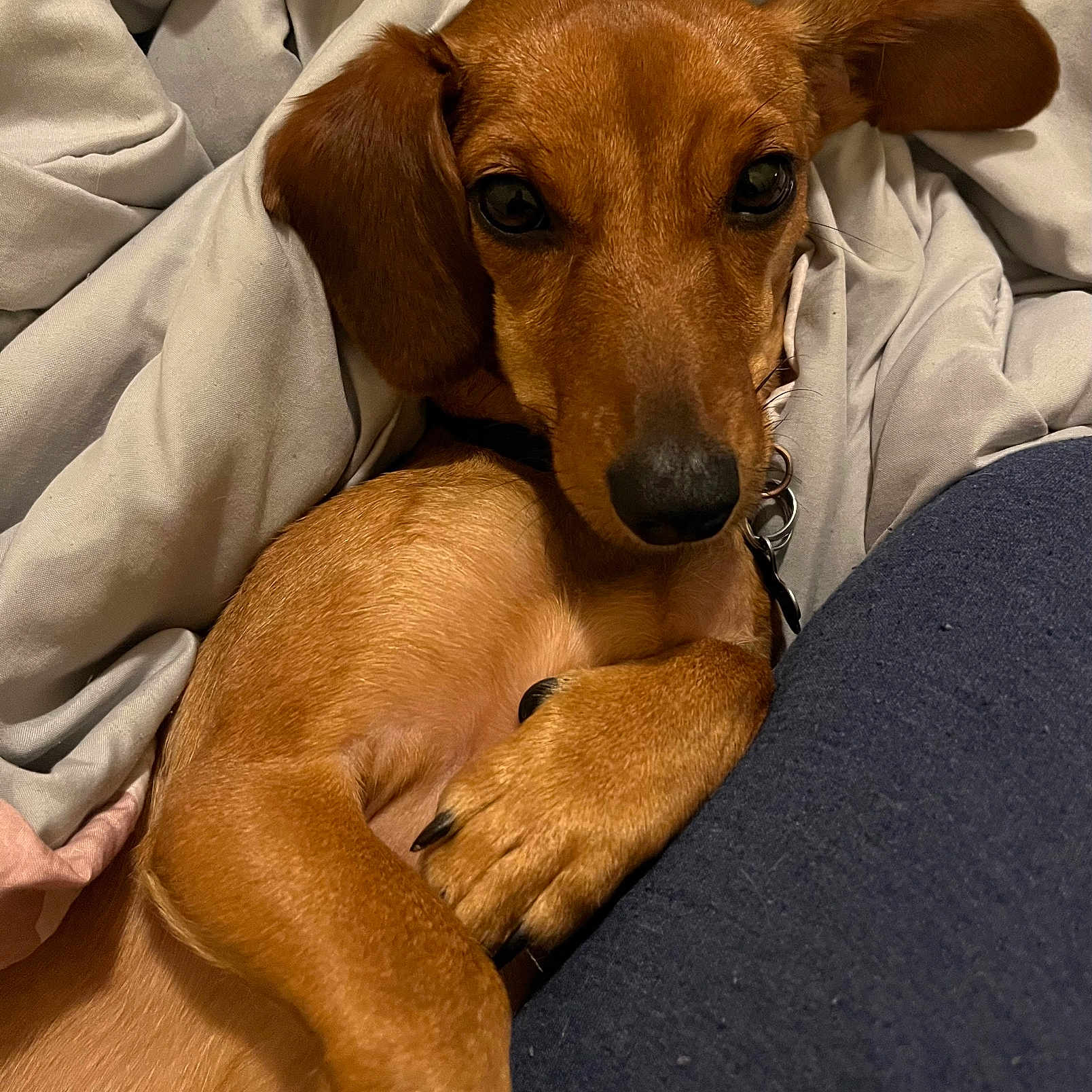 Ruby is registered to the contest to win money with this photo: animal, blanket, brown, canine, companion, cozy, cute, dachshund, dog, ears, fur, indoor, paw, pet, portrait, relaxed, resting, sleepy, snuggle, warm