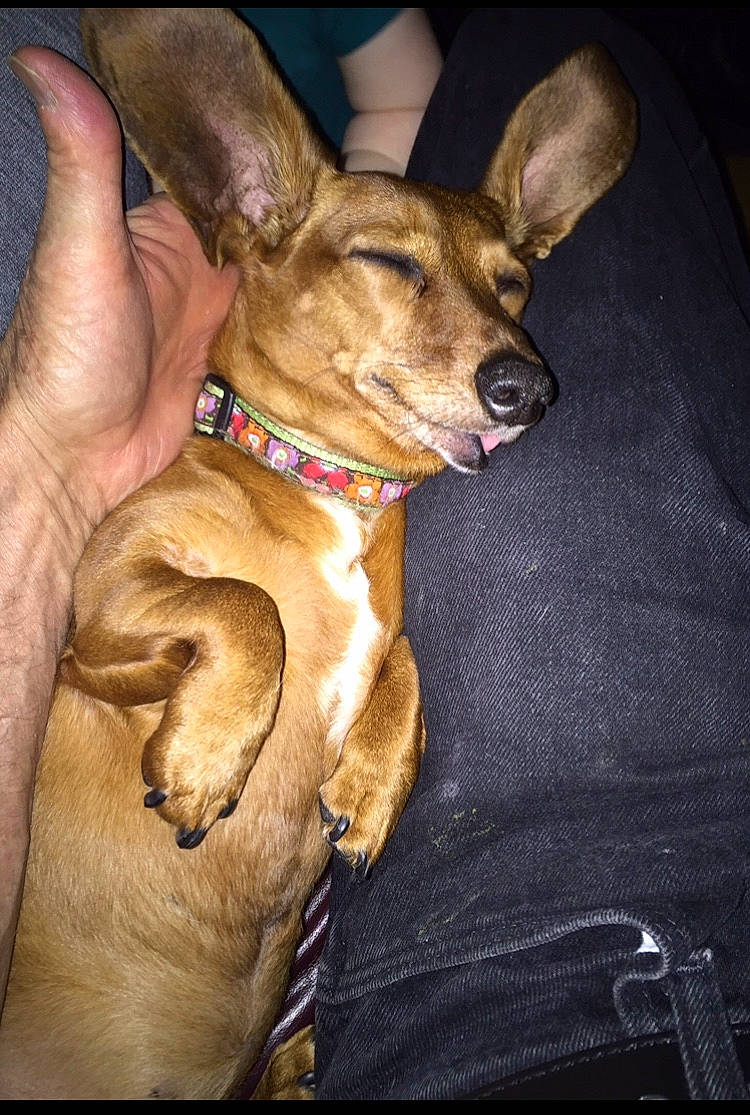 Roxy joined the competition — help win amazing prizes! canidae, carnivore, companion_dog, dog, dog_breed, ear, fawn, feist, lurcher, mammal, snout