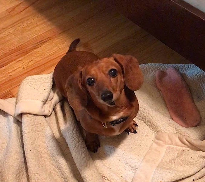 Roxy joined the competition — help win amazing prizes! beagador, canidae, caramel_color, carnivore, companion_dog, dachshund, dog, dog_breed, ear, fawn, flooring, hound, mammal, puppy, rare_breed_dog, redbone_coonhound, snout, vertebrate