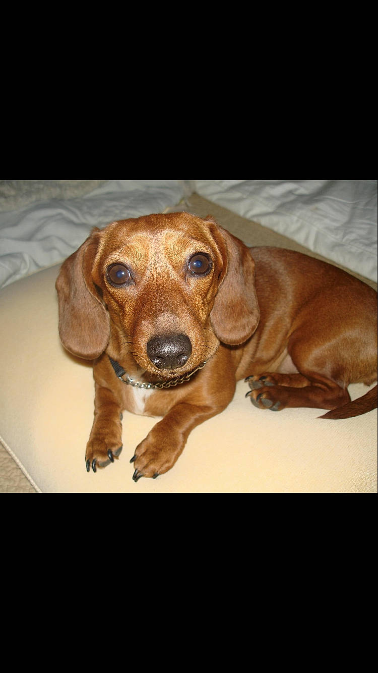 Roxy is registered to the contest to win money with this photo: alpine_dachsbracke, bavarian_mountain_hound, beagador, canidae, caramel_color, carnivore, companion_dog, coonhound, dachshund, dog, dog_breed, ear, fawn, hound, mammal, photo_caption, rare_breed_dog, redbone_coonhound, snout, vertebrate