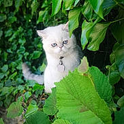 Socrate participe au concours pour gagner de l'argent avec cette photo : animal, blue_eyes, cat, closeup, collar, curious, cute, explorer, fluffy, foliage, greenery, hidden, leaves, nature, outdoor, pet, portrait, small_animal, tag, white_cat
