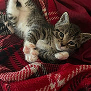 Chloe joined the competition — help win amazing prizes! kitten, cat, tabby, paw, fur, blanket, plaid, red, black, white, cozy, cute, pet, animal, indoor, resting, stretching, soft, small, young