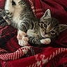 kitten, cat, tabby, paw, fur, blanket, plaid, red, black, white, cozy, cute, pet, animal, indoor, resting, stretching, soft, small, young