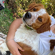 Sultan participe au concours pour gagner de l'argent avec cette photo : animal, arm, bracelet, brown, casual_clothing, closeup, collar, dog, friendship, fur, grass, greenery, leaves, nature, necklace, outdoor, person, pet, tree, white