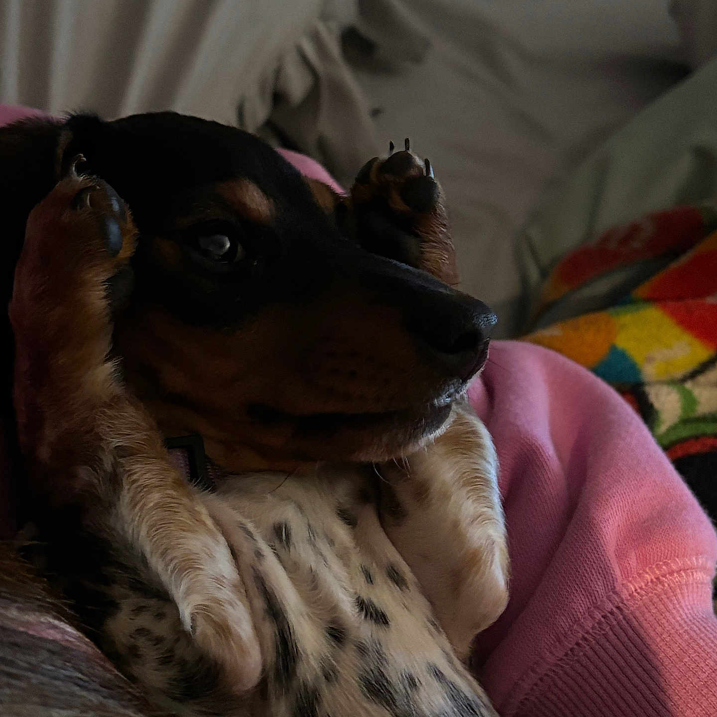 Dixie is registered to the contest to win money with this photo: animal, armchair, beagle, blanket, bodypart, canine, chair, couch, cushion, dog, finger, furniture, hand, homedecor, hound, linen, person, pet, pointer, puppy