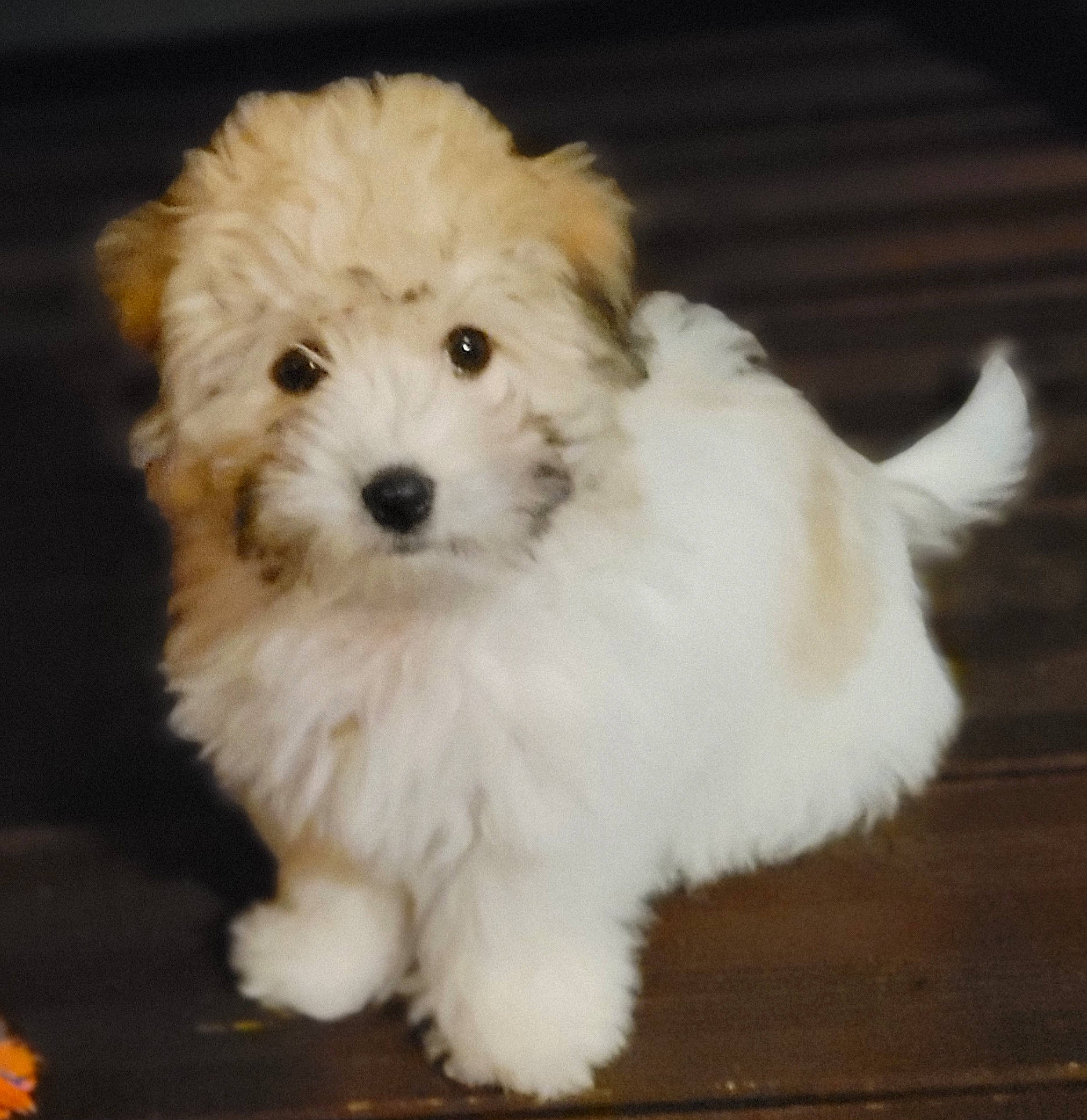 Tallia a rejoint le concours — aidez-le/la à gagner de superbes lots ! canidae, carnivore, companion_dog, dog, dog_breed, fur, mal_shi, maltepoo, non_sporting_group, poodle_crossbreed, puppy, shih_poo, snout, sporting_group, toy_dog, water_dog, working_animal