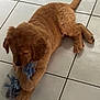 puppy, dog, pet, toy, rope_toy, floor, tile, indoor, cute, playing, young_dog, brown_dog, animal, canine, fur, paws, tail, chewing, relaxed, laying_down