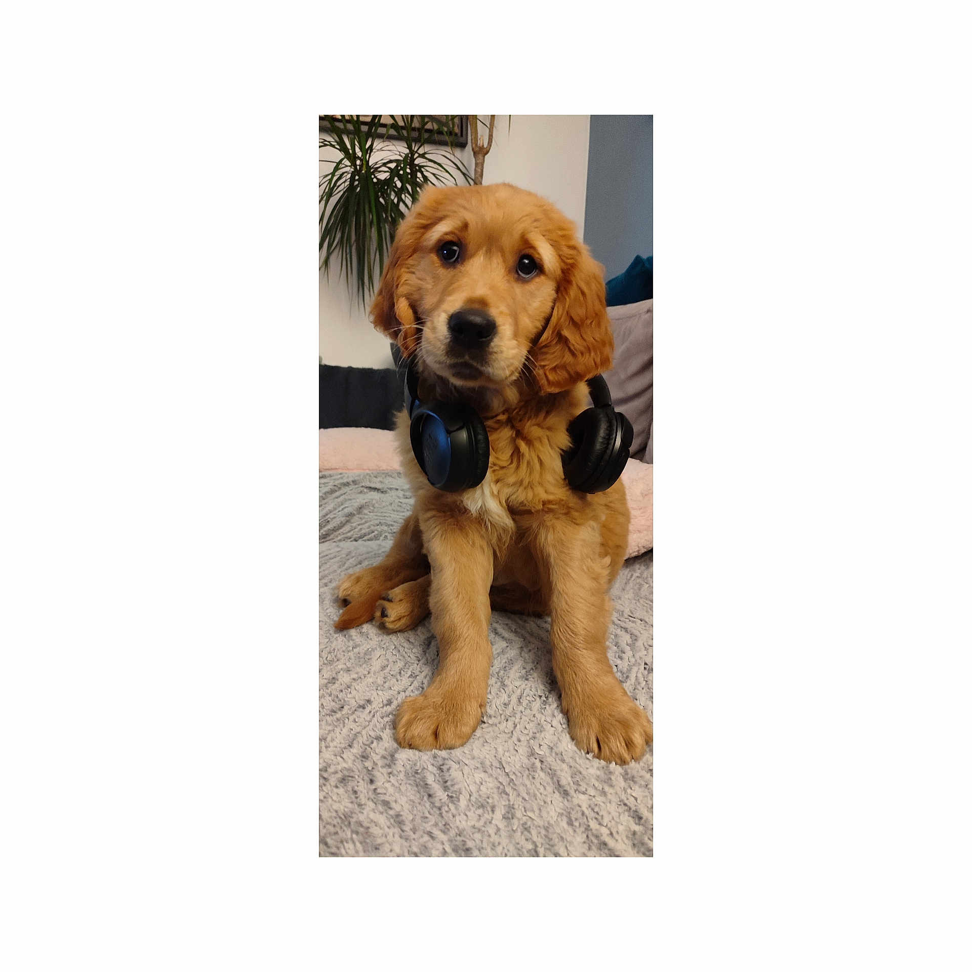 Aston a rejoint le concours — aidez-le/la à gagner de superbes lots ! animal, blanket, companion, cozy, cushion, cute, dog, ears, expression, fur, golden_retriever, headphones, home, indoor, looking, pet, puppy, relaxed, sitting, young