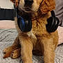 animal, blanket, brown, cozy, cute, dog, ears, face, fur, furry, golden_retriever, headphones, home, indoor, looking, pet, plant, puppy, sitting, soft