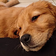 Aston participe au concours pour gagner de l'argent avec cette photo : golden_retriever, puppy, dog, resting, sleepy, close_up, black_cushion, teal_dog_bed, indoor, floor, pet, fur, canine, young_dog, laying_down, relaxed, whiskers, nose, soft_fur, animal