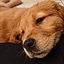 golden_retriever, puppy, dog, resting, sleepy, close_up, black_cushion, teal_dog_bed, indoor, floor, pet, fur, canine, young_dog, laying_down, relaxed, whiskers, nose, soft_fur, animal