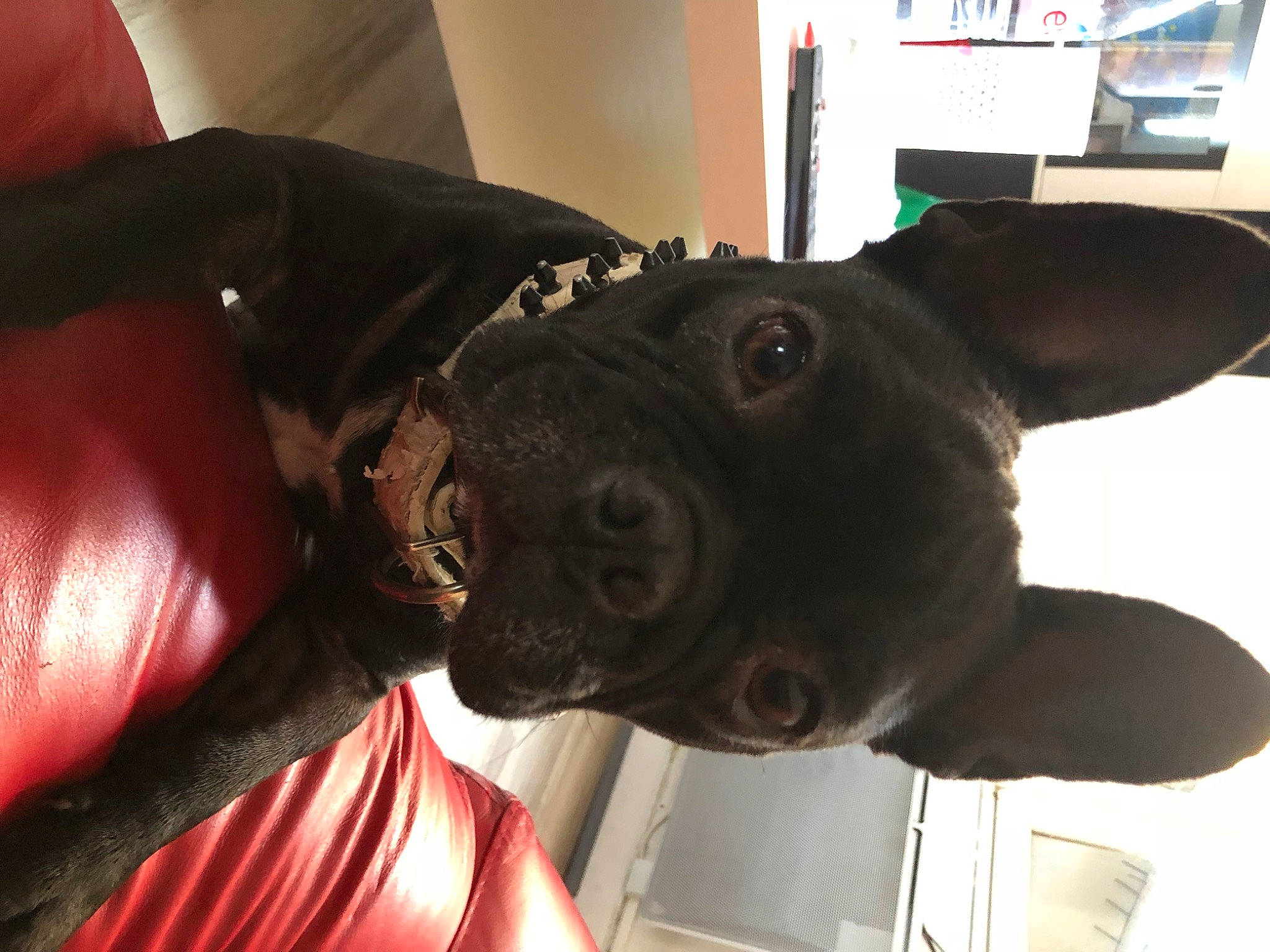 Jy a rejoint le concours — aidez-le/la à gagner de superbes lots ! carnivore, collar, comfort, companion_dog, dog, dog_breed, dog_collar, ear, fashion_accessory, fawn, fur, gesture, guard_dog, jaw, liver, selfie, snout, sporting_group, whiskers, working_animal