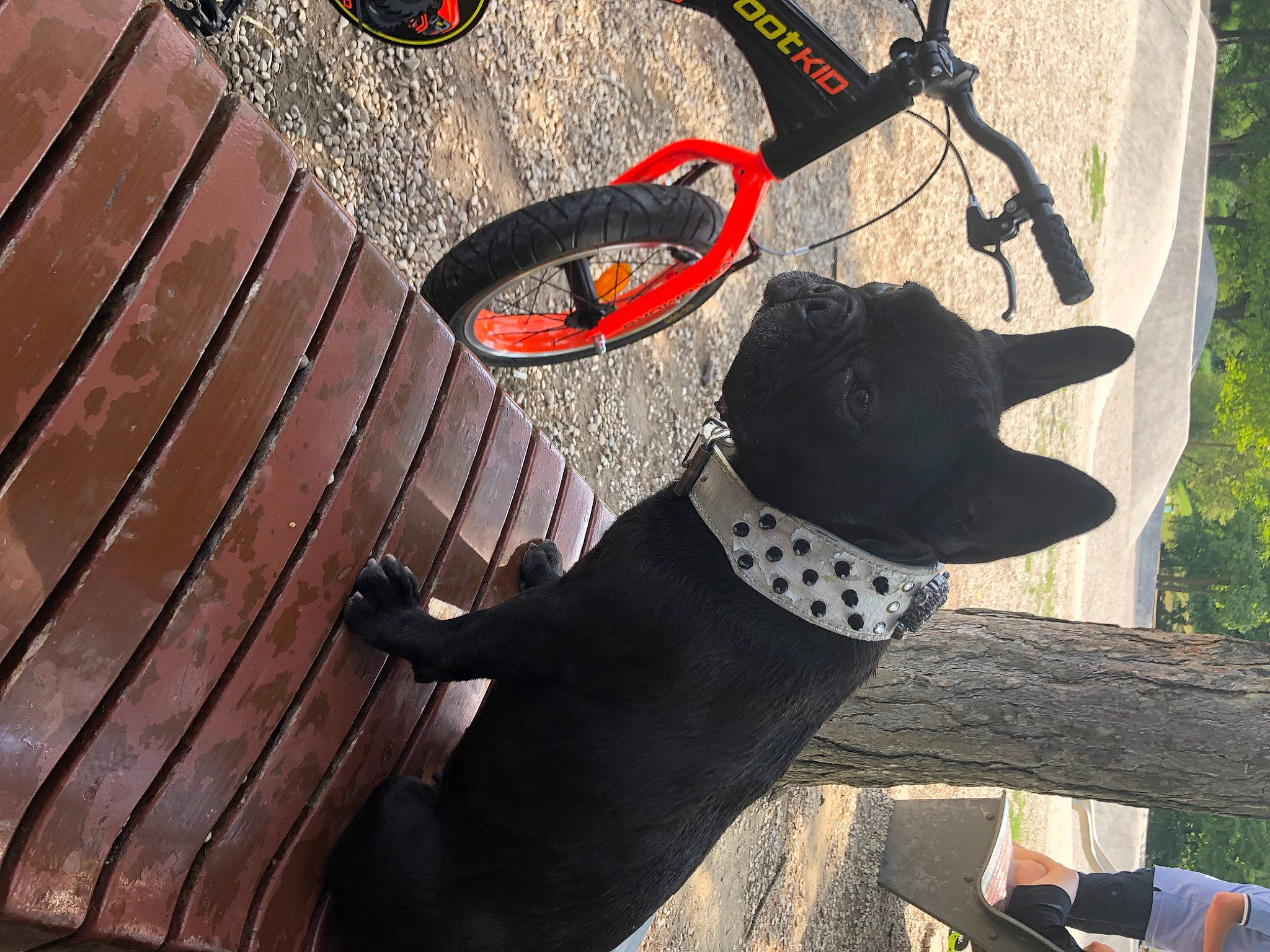 Jy a rejoint le concours — aidez-le/la à gagner de superbes lots ! bicycle_handlebar, bicycle_tire, carnivore, collar, companion_dog, dog, dog_breed, dog_collar, dog_supply, fawn, flooring, hardwood, leash, pattern, pet_supply, snout, sunglasses, tail, tree, wood