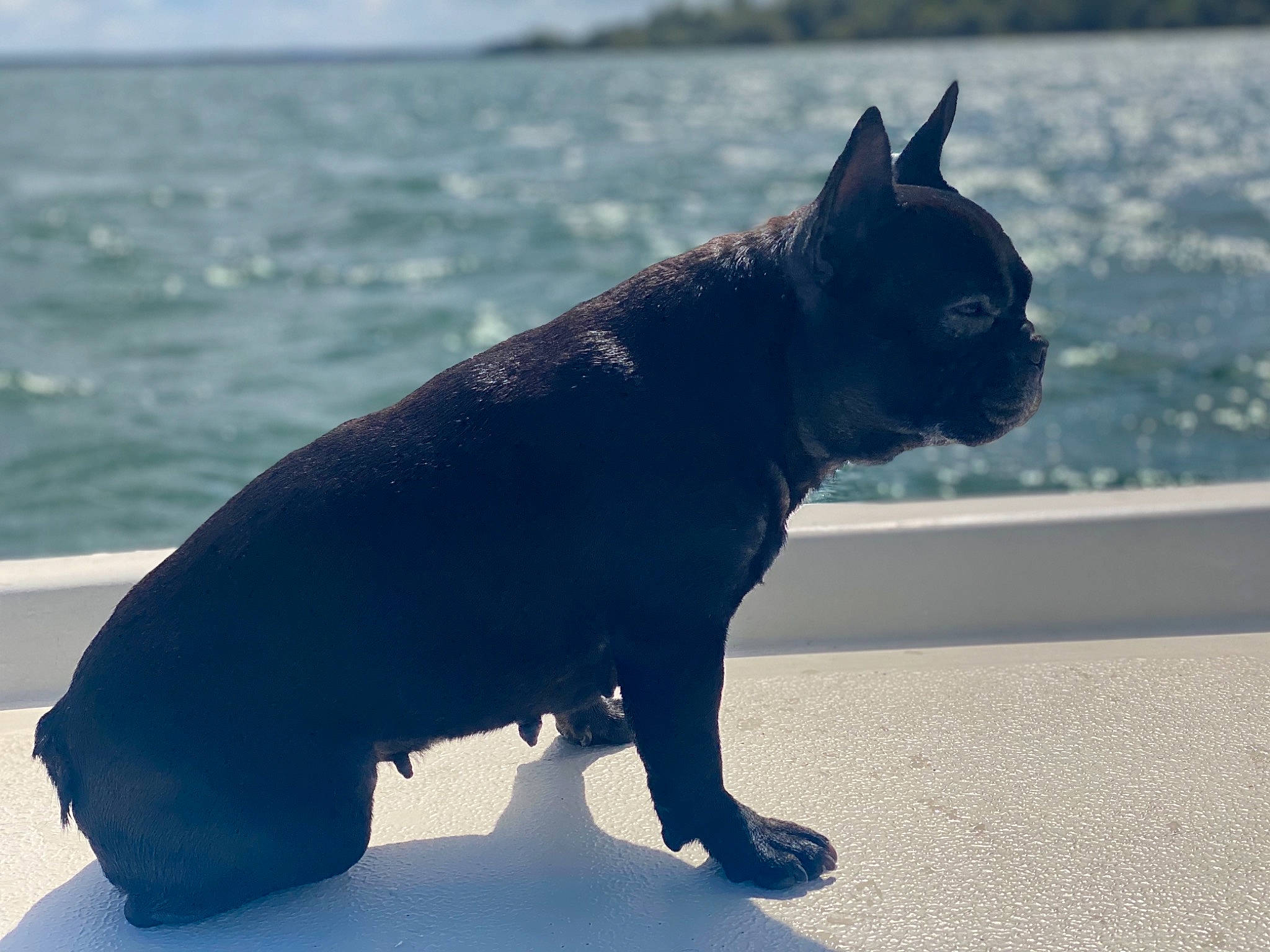 Jy a rejoint le concours — aidez-le/la à gagner de superbes lots ! bombay, canidae, carnivore, cat, dog_breed, domestic_short_haired_cat, electric_blue, felidae, grey, lake, shadow, sky, small_to_medium_sized_cats, snout, sporting_group, tail, terrestrial_animal, water, whiskers, window