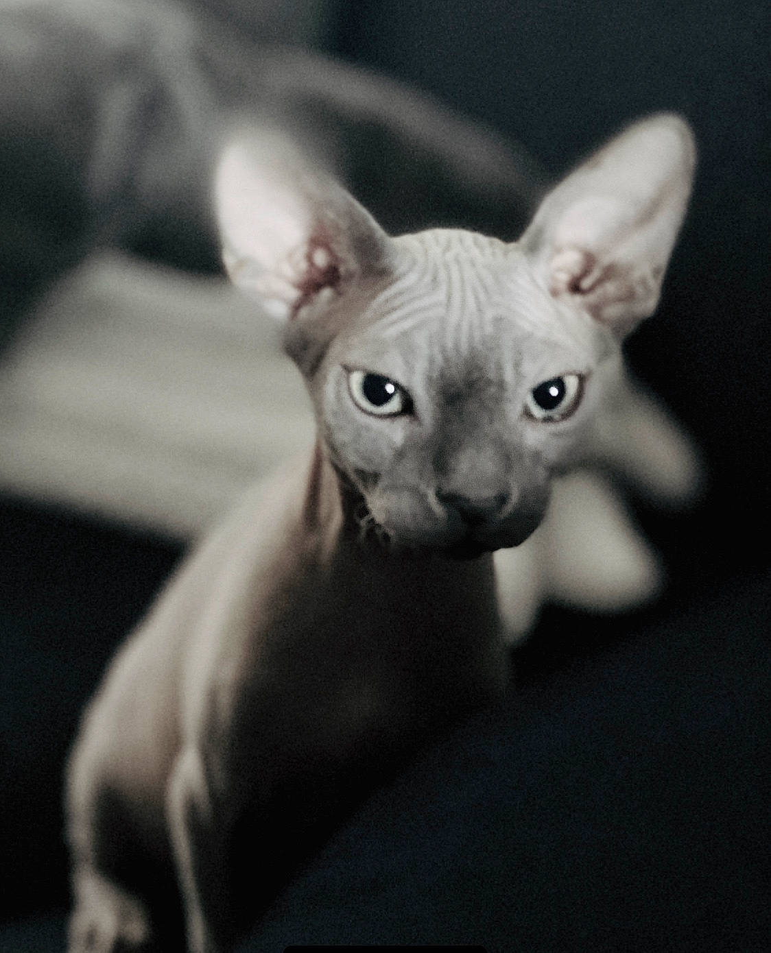 Absolem participe au concours pour gagner de l'argent avec cette photo : canidae, carnivore, comfort, darkness, dog_breed, ear, eye, fawn, felidae, fur, grey, monochrome_photography, paw, small_to_medium_sized_cats, snout, still_life_photography, tail, terrestrial_animal, whiskers, wildlife