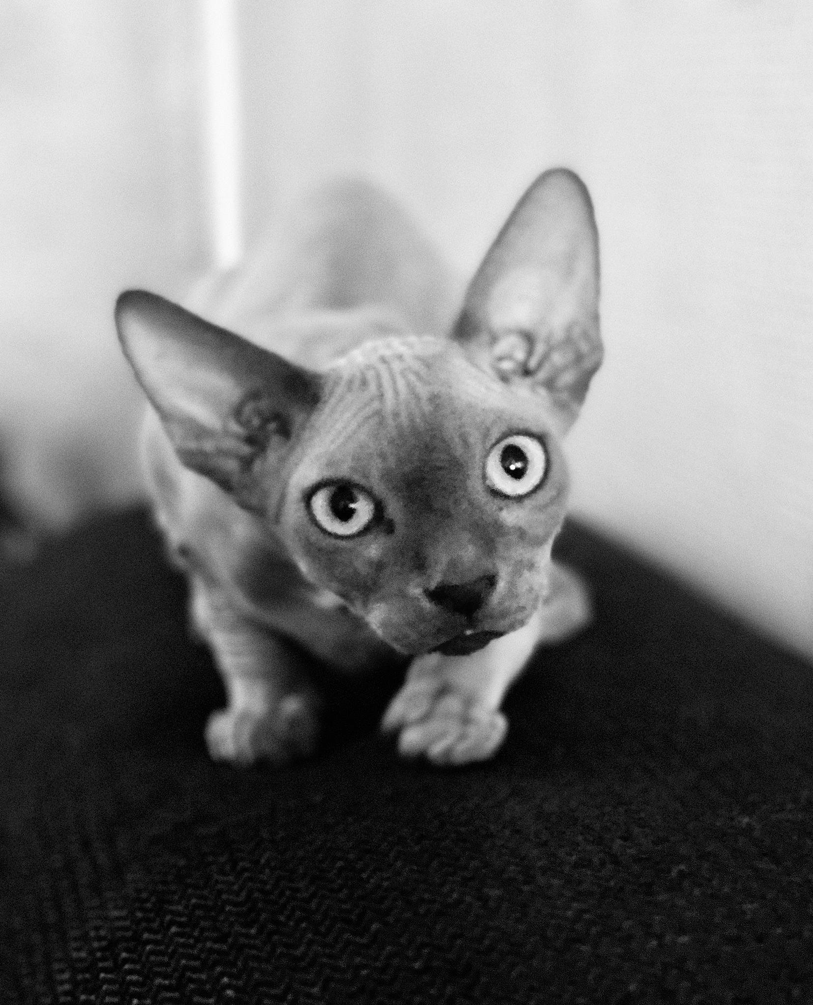 Absolem participe au concours pour gagner de l'argent avec cette photo : canidae, carnivore, cat, devon_rex, dog_breed, donskoy, ear, fawn, felidae, fur, grey, monochrome, monochrome_photography, small_to_medium_sized_cats, snout, sphynx, tail, terrestrial_animal, toy_dog, whiskers