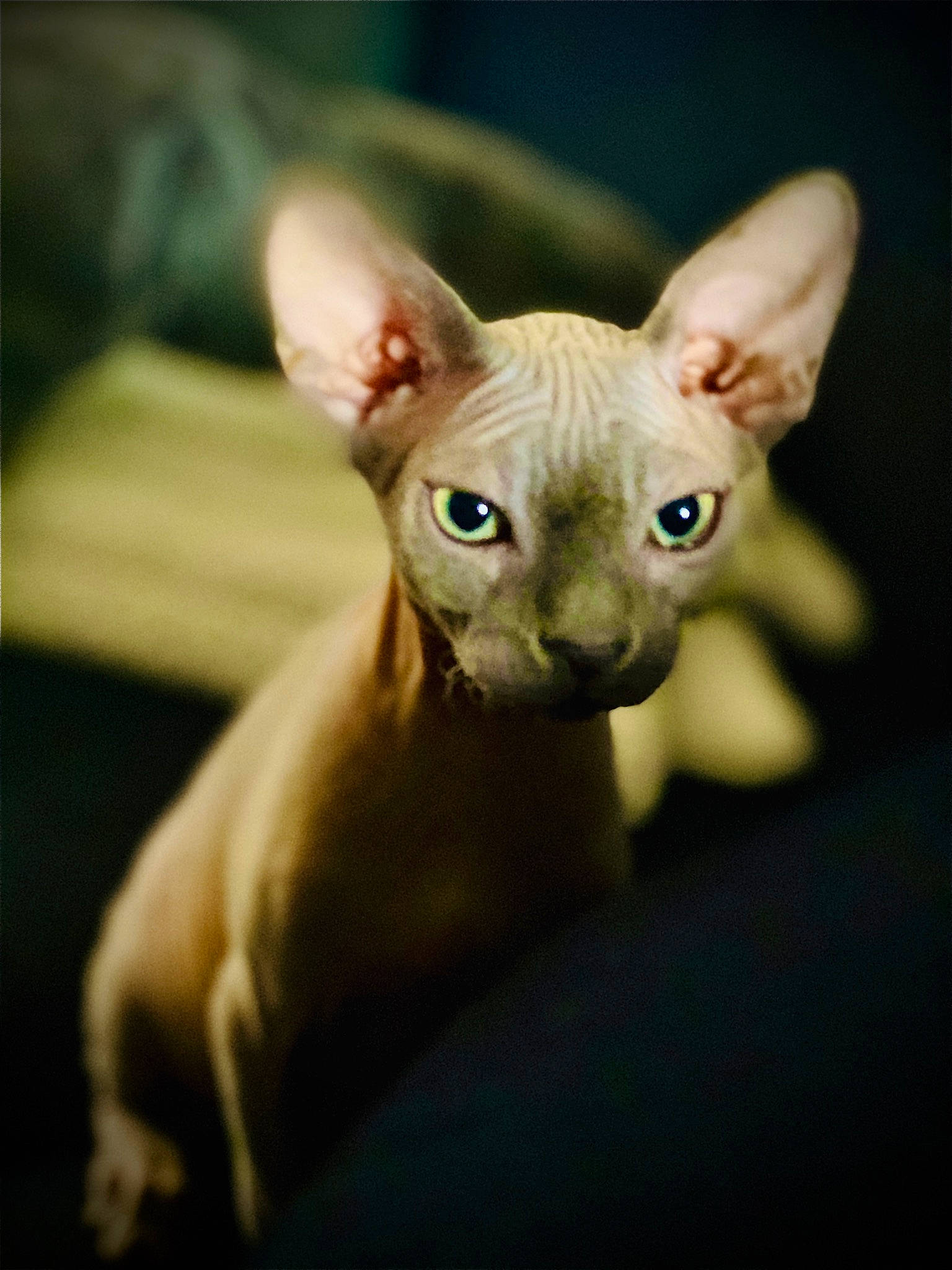 Absolem a rejoint le concours — aidez-le/la à gagner de superbes lots ! art, carnivore, cat, claw, darkness, donskoy, ear, eye, fawn, felidae, fur, head, macro_photography, sculpture, small_to_medium_sized_cats, snout, tail, terrestrial_animal, whiskers, wildlife