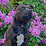 Pako participe au concours pour gagner de l'argent avec cette photo : animal, arbour, boxer, bulldog, canine, dahlia, dog, flower, frenchbulldog, garden, geranium, leaf, lilac, nature, outdoors, pet, petal, pitbull, plant, purple