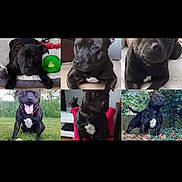 Pako a rejoint le concours — aidez-le/la à gagner de superbes lots ! animal, ball, boxer, bulldog, canine, dog, frenchbulldog, grass, hound, labradorretriever, pet, pitbull, plant, pug, puppy, sphere, sport, tennis, tennisball, text