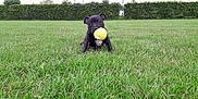 Pako participe au concours pour gagner de l'argent avec cette photo : animal, ball, canine, dog, field, football, grass, lawn, nature, outdoors, pet, plant, puppy, soccer, soccerball, sphere, sport, tennis, tennisball, vegetation