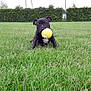 animal, ball, canine, dog, field, football, grass, lawn, nature, outdoors, pet, plant, puppy, soccer, soccerball, sphere, sport, tennis, tennisball, vegetation