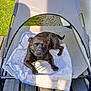 Pako participe au concours pour gagner de l'argent avec cette photo : animal, bulldog, canine, dog, dogbed, frenchbulldog, grass, pet, pitbull, plant, puppy, tent, wood