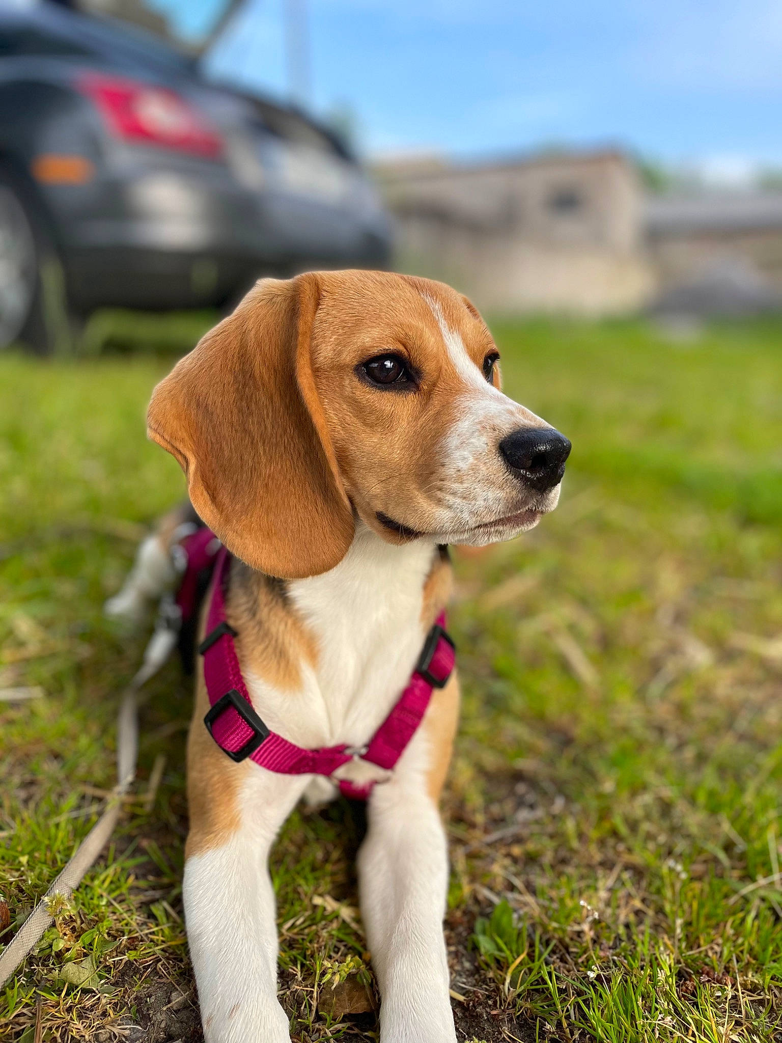 Téa a rejoint le concours — aidez-le/la à gagner de superbes lots ! car, carnivore, collar, companion_dog, dog, dog_breed, dog_collar, dog_supply, fawn, grass, leash, liver, pet_supply, plant, sky, snout, toy, vehicle, whiskers, working_animal