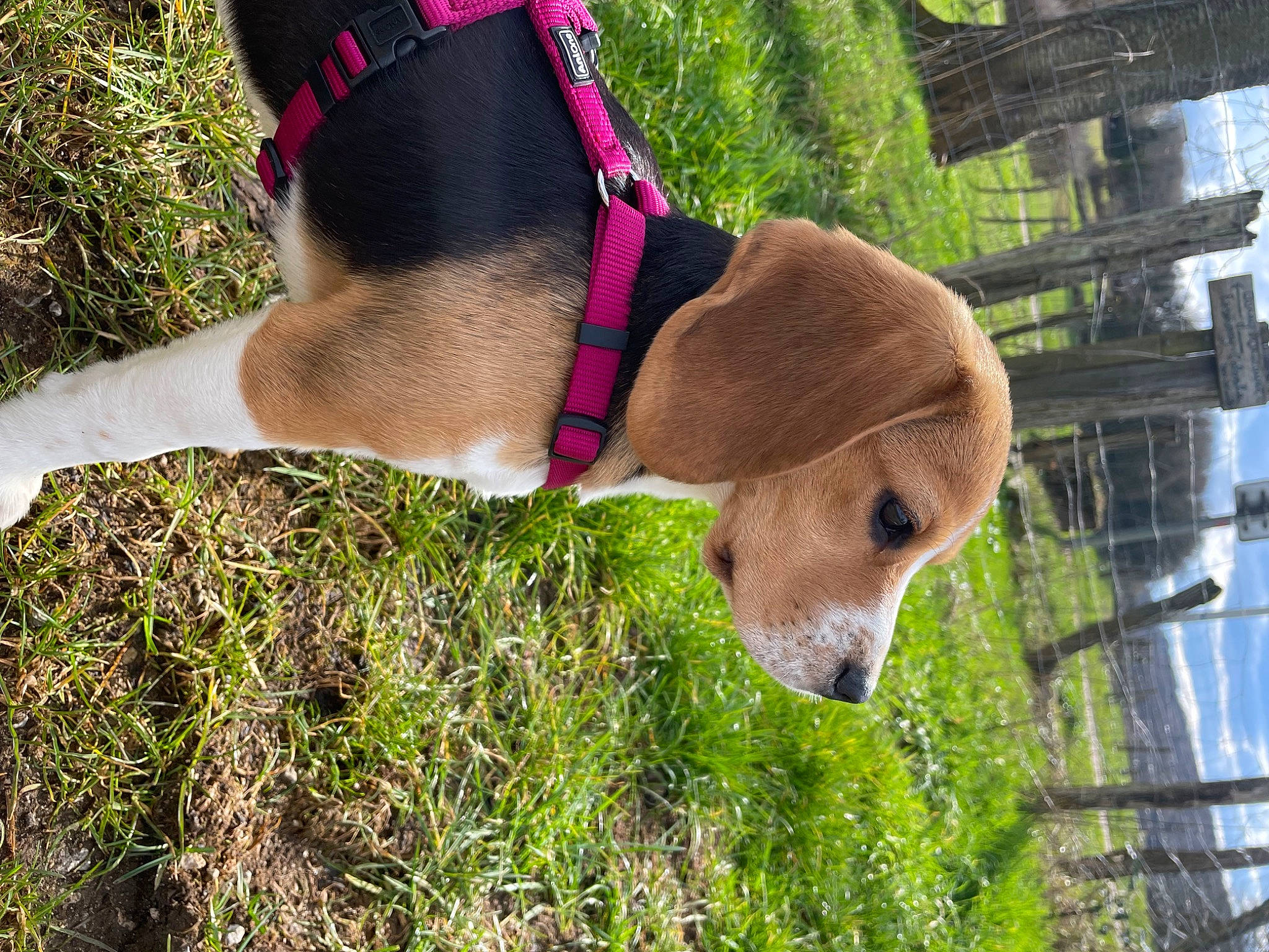 Téa participe au concours pour gagner de l'argent avec cette photo : cap, carnivore, collar, dog_breed, dog_collar, fawn, fedora, grass, hat, liver, livestock, pet_supply, plant, snout, sporting_group, sun_hat, sunglasses, tree, wood, working_animal