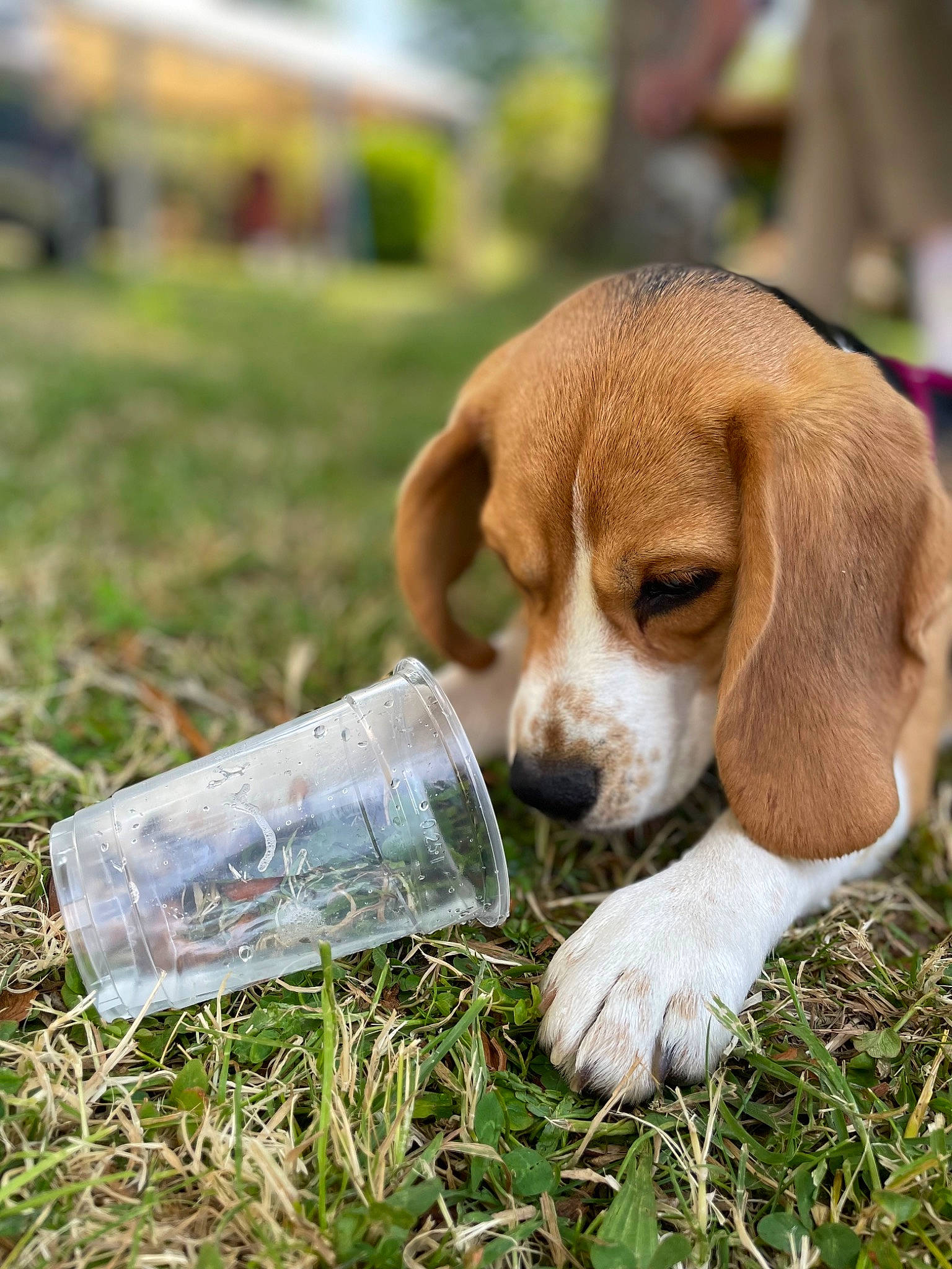 Téa participe au concours pour gagner de l'argent avec cette photo : basset_hound, beagle_harrier, canidae, carnivore, companion_dog, dog, dog_breed, fawn, finnish_hound, grass, hound, hunting_dog, liver, plant, scent_hound, snout, sporting_group, tail, terrestrial_animal, wood