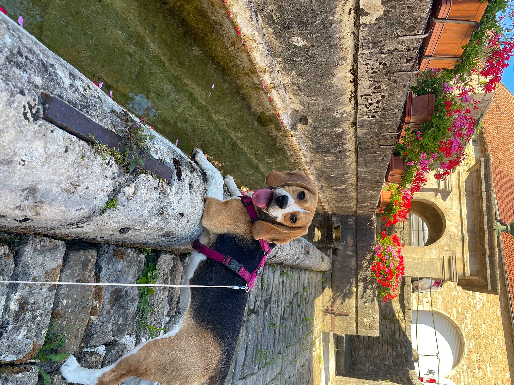 Téa participe au concours pour gagner de l'argent avec cette photo : building, carnivore, collar, dog, dog_breed, dog_collar, dog_supply, eyewear, fawn, leash, line, pet_supply, plant, snout, sporting_group, sunglasses, tints_and_shades, tree, wall, wood