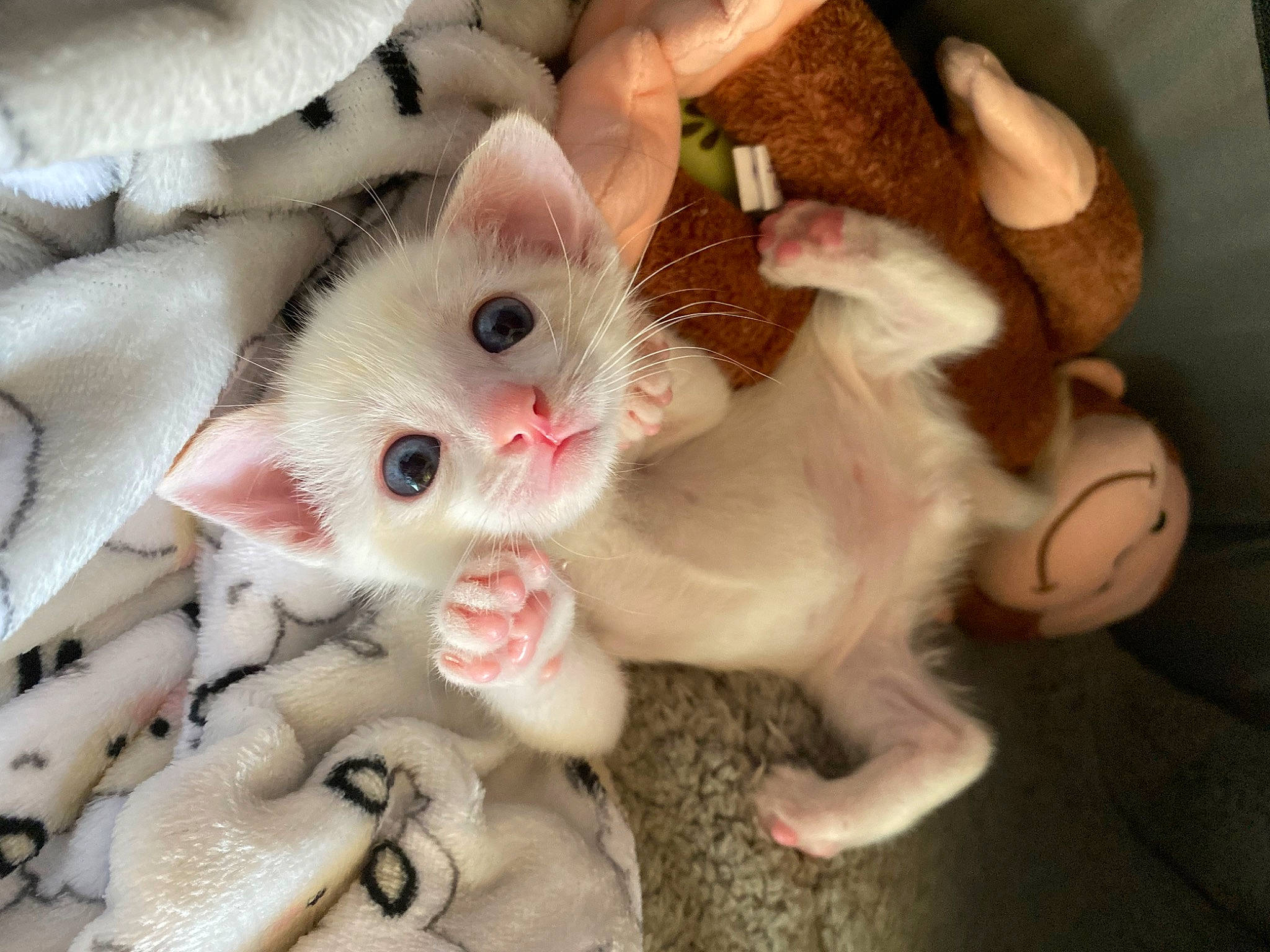 Leo is registered to the contest to win money with this photo: carnivore, cat, claw, comfort, domestic_short_haired_cat, ear, fawn, felidae, fur, paw, plant, small_to_medium_sized_cats, snout, tail, whiskers