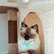 Tofu joined the competition — help win amazing prizes! cat, blue_eyes, fluffy, pom_pom_necklace, cat_tree, beige, cozy, indoor, pet, fur, relaxed, cute, animal, portrait, resting, paw, feline, soft_texture, whiskers, ear