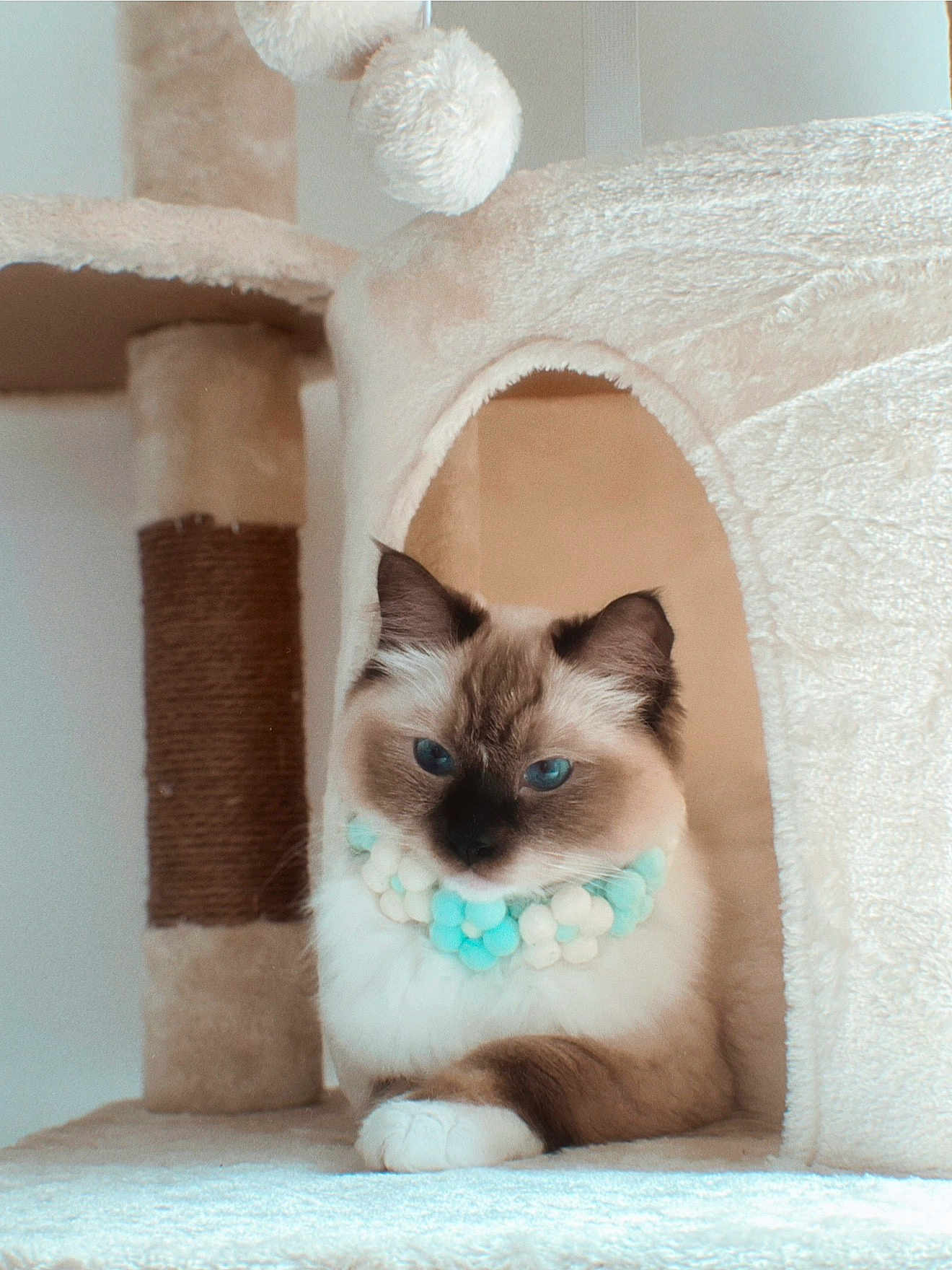 Tofu joined the competition — help win amazing prizes! cat, blue_eyes, fluffy, pom_pom_necklace, cat_tree, beige, cozy, indoor, pet, fur, relaxed, cute, animal, portrait, resting, paw, feline, soft_texture, whiskers, ear