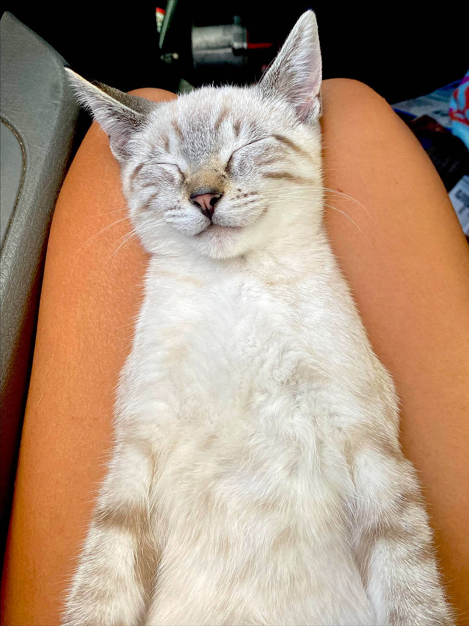 Sasa joined the competition — help win amazing prizes! carnivore, cat, claw, comfort, domestic_short_haired_cat, fawn, felidae, fur, gesture, nail, paw, sitting, small_to_medium_sized_cats, snout, tail, whiskers, window