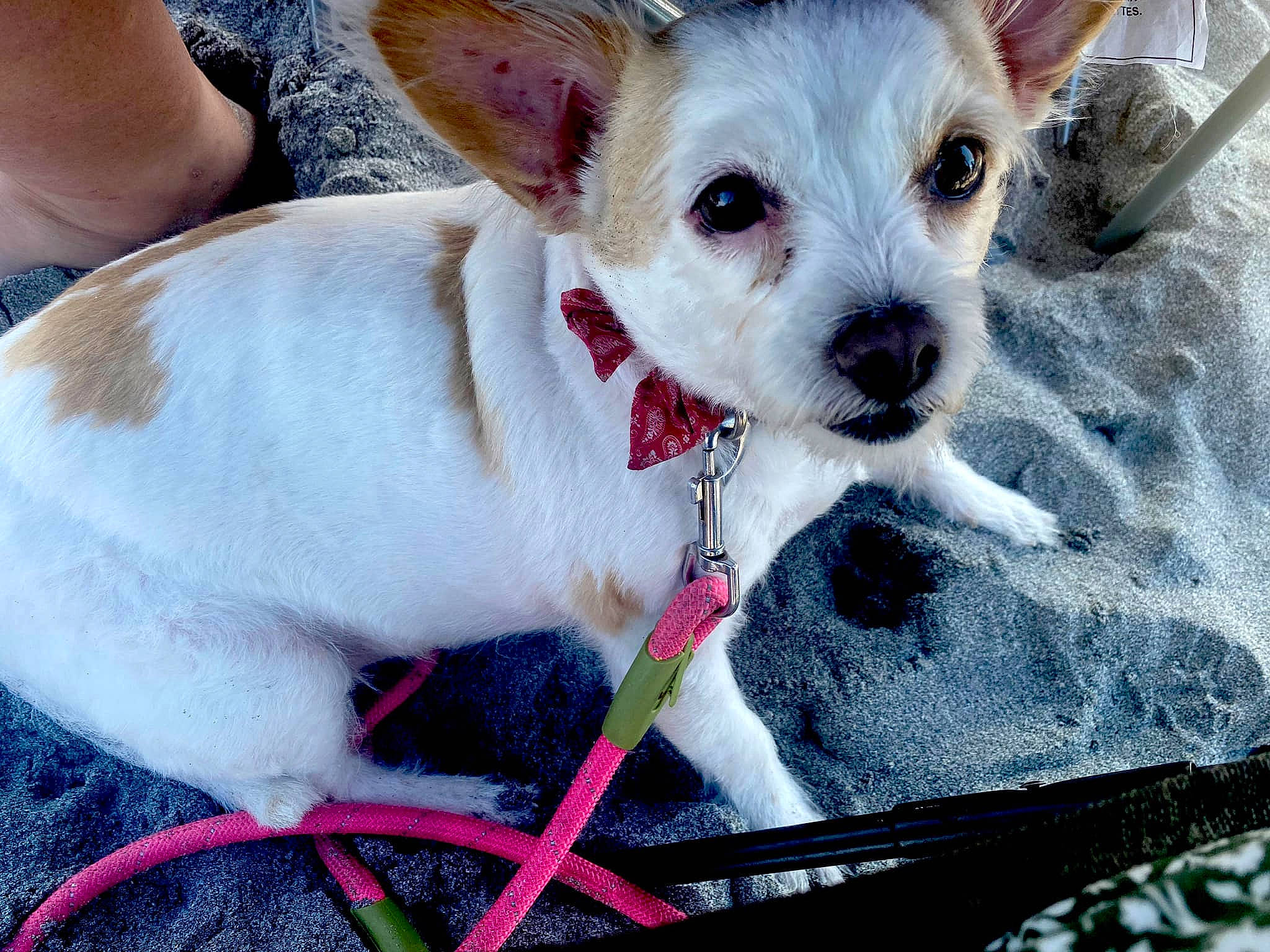 Lili And Mia joined the competition — help win amazing prizes! blue, canidae, carnivore, collar, companion_dog, dog, dog_breed, dog_collar, dog_supply, fawn, fur, non_sporting_group, pet_supply, small_terrier, snout, sporting_group, terrier, toy_dog, whiskers, working_animal