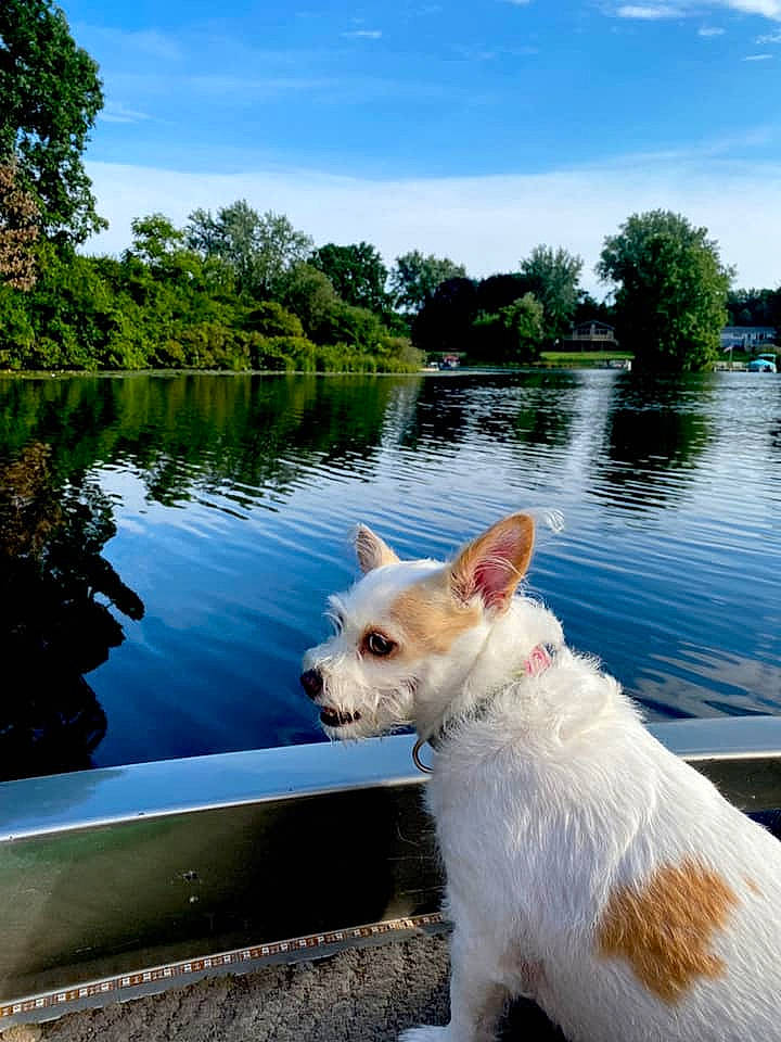 Lili And Mia is registered to the contest to win money with this photo: canidae, carnivore, cloud, collar, companion_dog, daytime, dog, dog_breed, fawn, grass, lake, landscape, leisure, plant, sky, sporting_group, tail, tree, water, water_resources