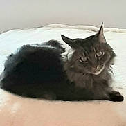 Lilly is registered to the contest to win money with this photo: animal, cat, companion, cozy, curious, cute, domestic, ears, eyes, feline, fluffy, fur, indoor, laying, mammal, pet, relaxed, resting, soft_surface, whiskers