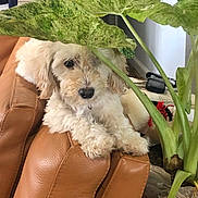 Berry is registered to the contest to win money with this photo: animal, armchair, cozy, curly_fur, cute, dog, fluffy, greenery, home, houseplant, indoors, leather_chair, leaves, lying_down, pet, portrait, puppy, relaxed, sitting, white_dog