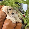 animal, armchair, cozy, curly_fur, cute, dog, fluffy, greenery, home, houseplant, indoors, leather_chair, leaves, lying_down, pet, portrait, puppy, relaxed, sitting, white_dog