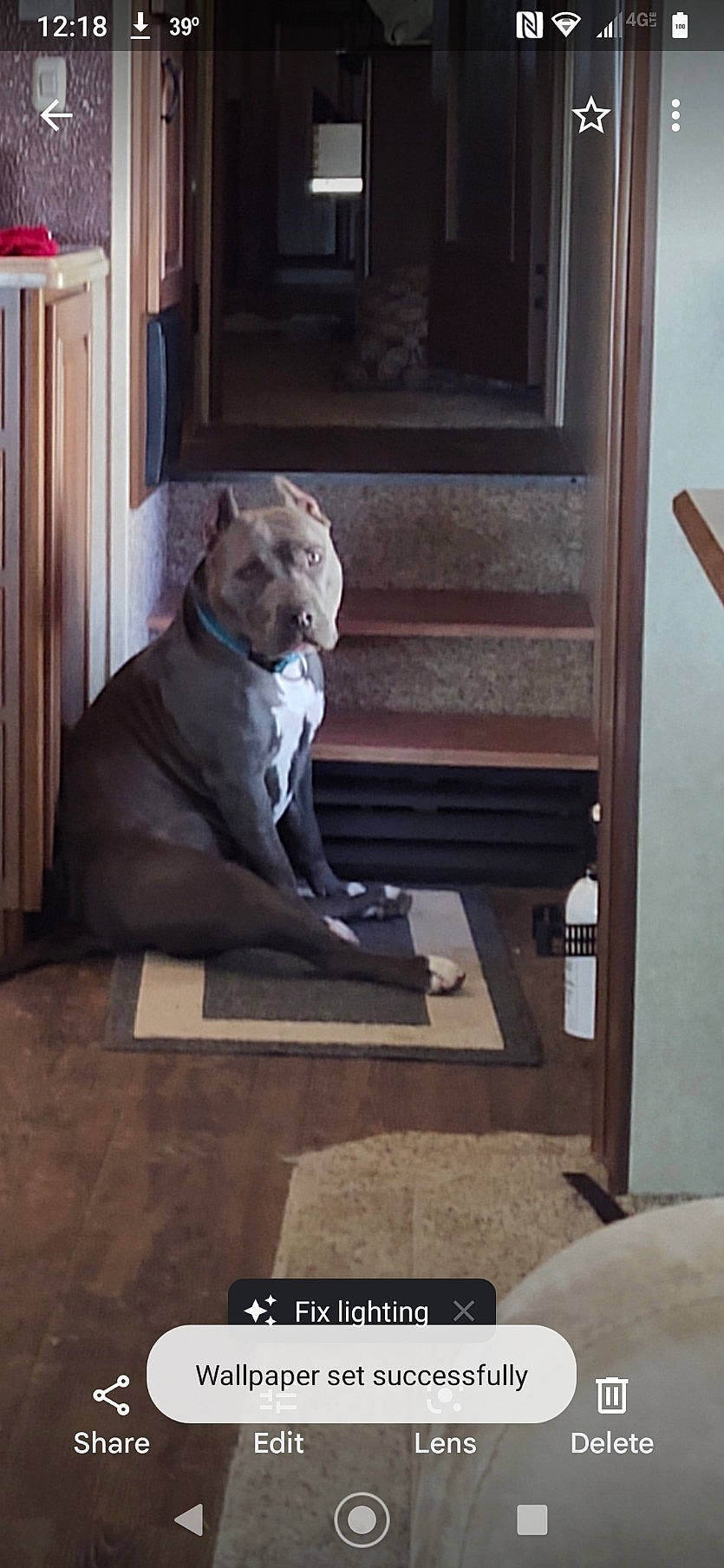 Athena is registered to the contest to win money with this photo: art, building, carnivore, comfort, companion_dog, dog, dog_breed, felidae, floor, flooring, hardwood, metal, rectangle, room, sculpture, sporting_group, stairs, statue, visual_arts, wood