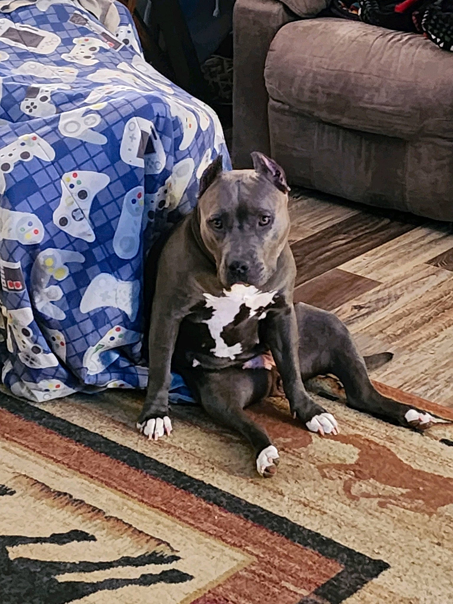 Athena joined the competition — help win amazing prizes! carnivore, comfort, companion_dog, couch, dog, dog_breed, dog_supply, fawn, flooring, flowerpot, grey, houseplant, rampur_greyhound, sighthound, snout, sofa_bed, studio_couch, tail, terrestrial_animal, working_animal