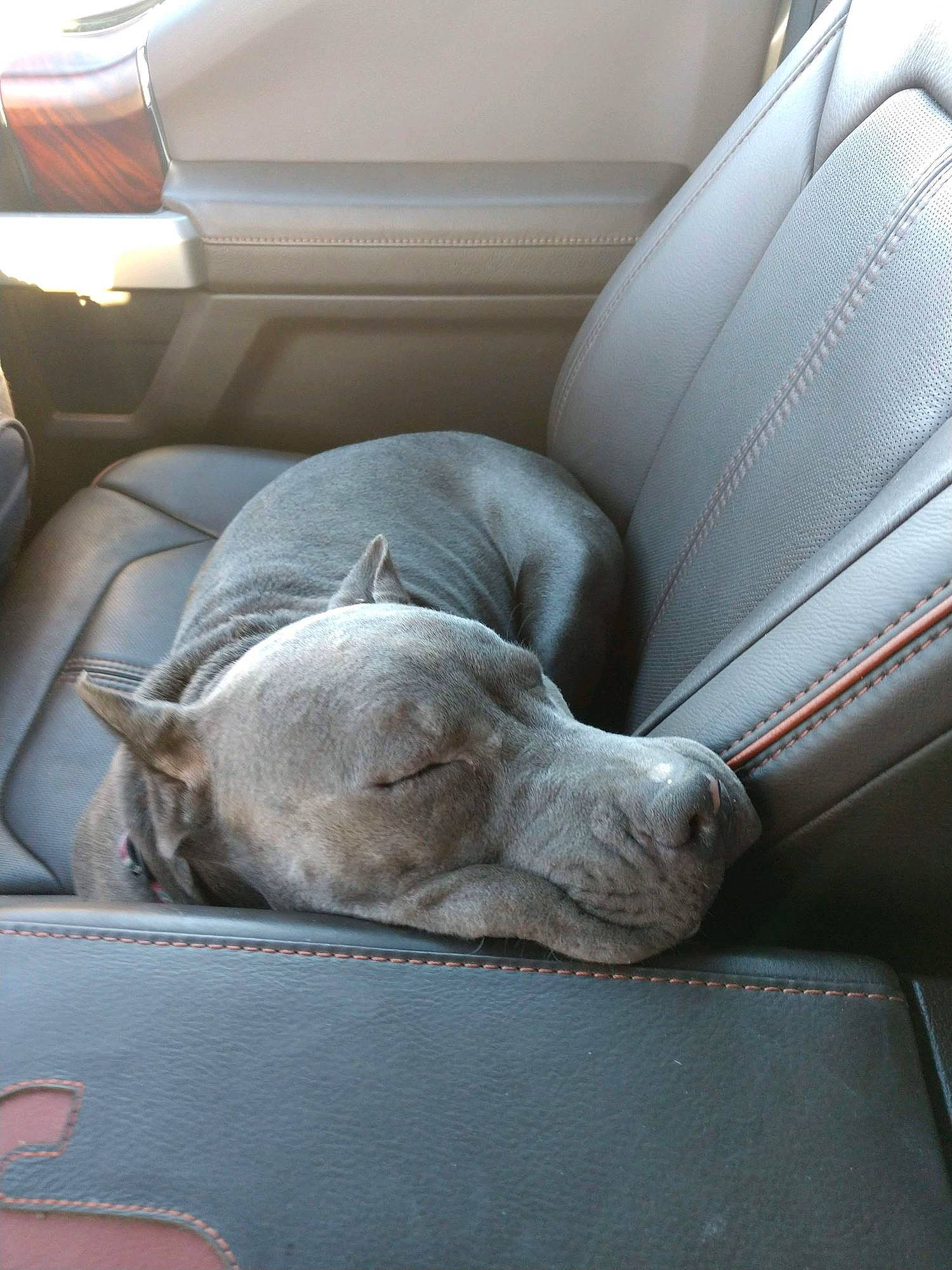 Athena is registered to the contest to win money with this photo: auto_part, automotive_design, car, car_seat, car_seat_cover, carnivore, comfort, companion_dog, dog, dog_breed, family_car, fawn, head_restraint, luxury_vehicle, motor_vehicle, personal_luxury_car, tints_and_shades, vehicle, vehicle_door, window