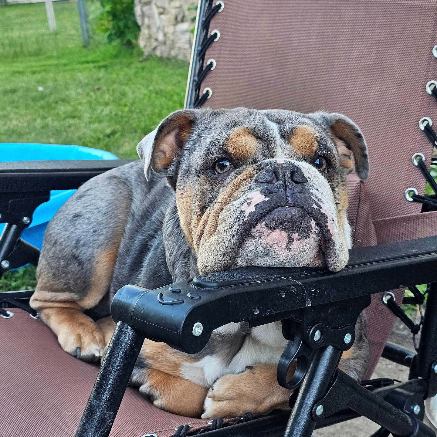 Gizmo joined the competition — help win amazing prizes! animal, boxer, bulldog, canine, chair, crossbow, dog, frenchbulldog, furniture, grass, hound, machine, person, pet, pitbull, plant, puppy, sleeping, spoke, weapon