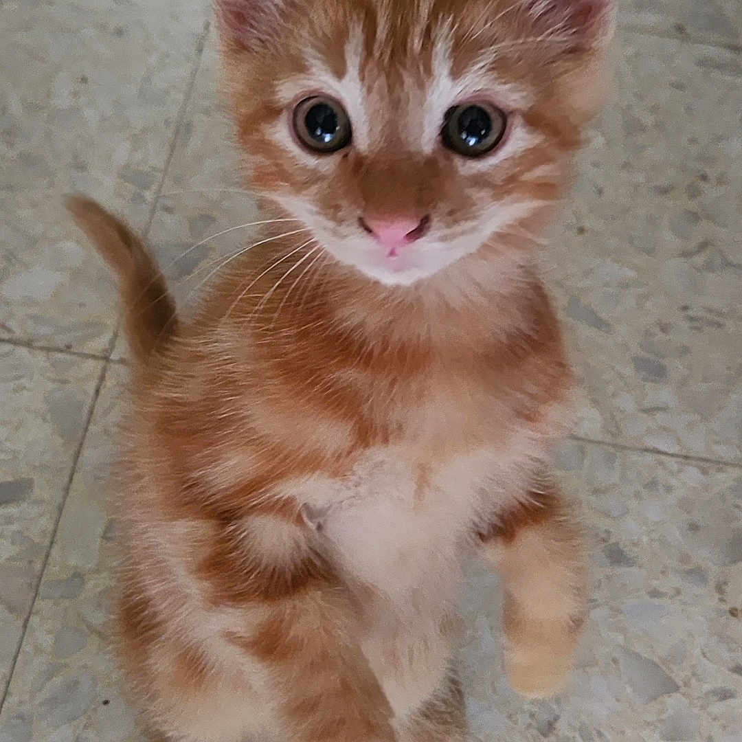 Titi participe au concours pour gagner de l'argent avec cette photo : alert, animal, blue_eyes, cat, closeup, cute, ears, furry, indoors, kitten, orange_tabby, paws, pet, photography, portrait, sitting, tail, tiled_floor, whiskers, white_chest